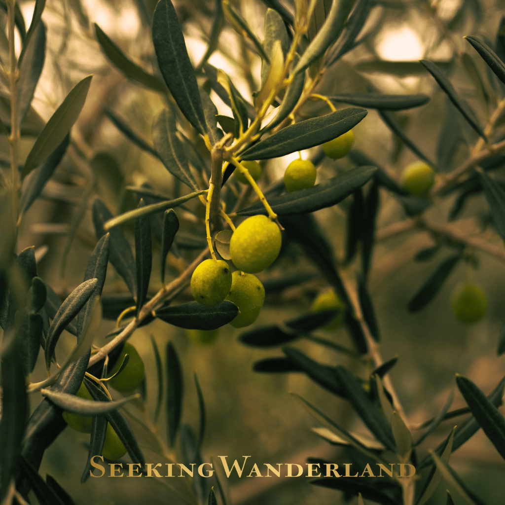 olive harvest retreat