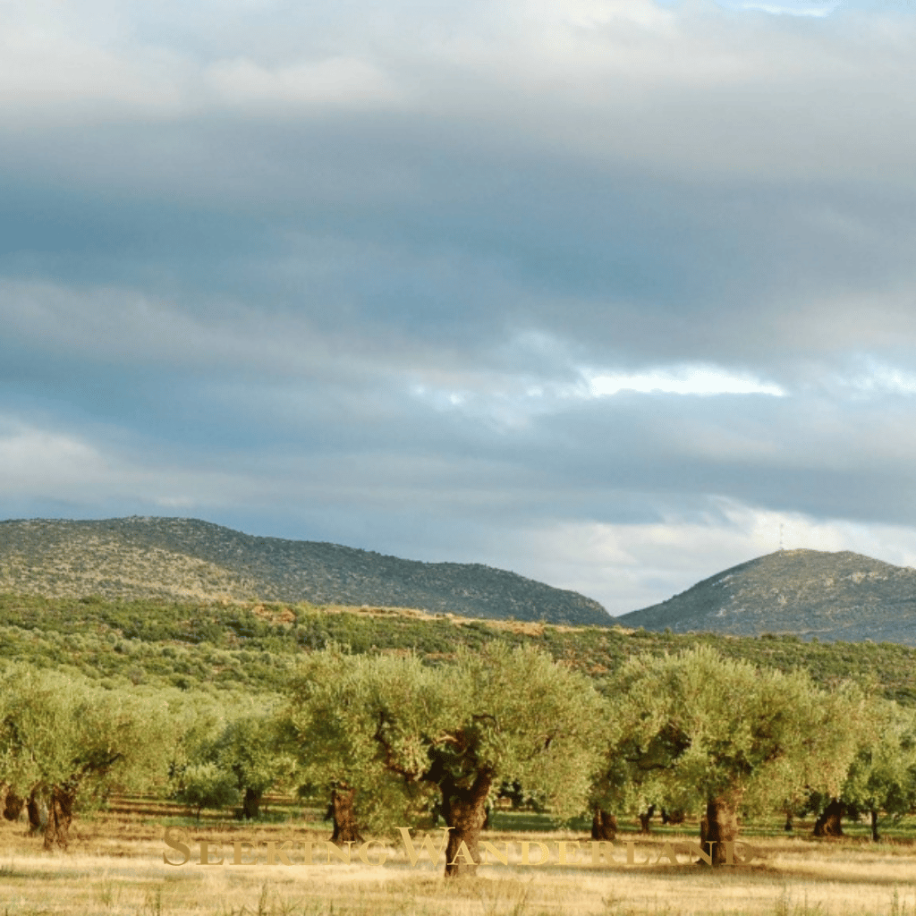 OLIVE HARVEST GREECE