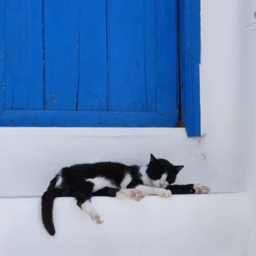 Cat_Cyclades_Greek_Islands_Seeking_Wanderland_DMC