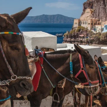 Santorini_Donkeys_Seeking_Wanderland_DMC